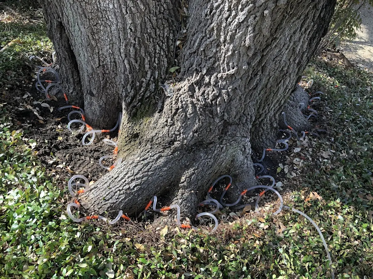 Detailed Tree Cabling and Bracing job site in Terral