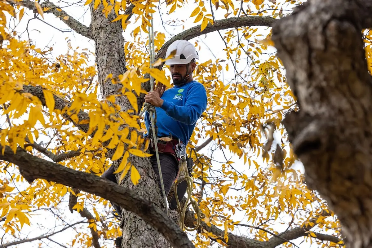 Skilled Storm Damage Cleanup crew working in Terral